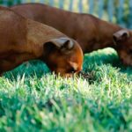 Der Aufstieg der weiblichen Gamer in der E-Sports-Welt