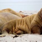 Warum Gaming eine eigene Sprache hat